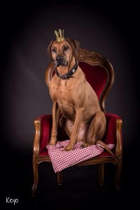 Keyo-Schweiz,-Zürich-Hundehalsband-leder 2