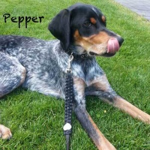 Knotenhalsband-pepper
