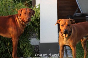 Kongo-Mugambi-22