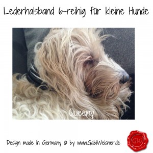 Lederhalsband-6-reihig-für-kleine-Hunde-Lilly-Queeny-4