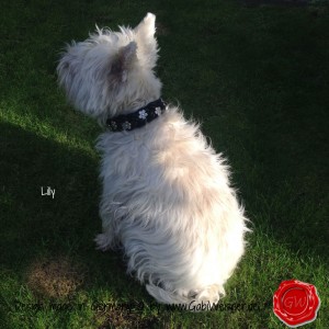 Lederhalsband-Hundehalsband-Leder-geflochten-mit-Blümchen-15