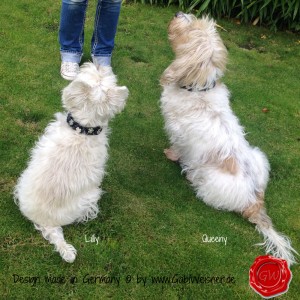 Lederhalsband-Hundehalsband-Leder-geflochten-mit-Blümchen-16