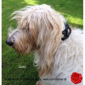 Lederhalsband-Hundehalsband-Leder-geflochten-mit-Blümchen-20