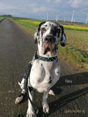Lederhalsband-mit-Nieten-in-Türkis-Leder-3-cm-breit-Flora-Dogge