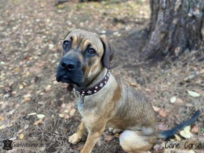 Lederhalsband-zum-Mitwachsen-für-große,-schnell-wachsende-Hunderassen-Cane-Corso