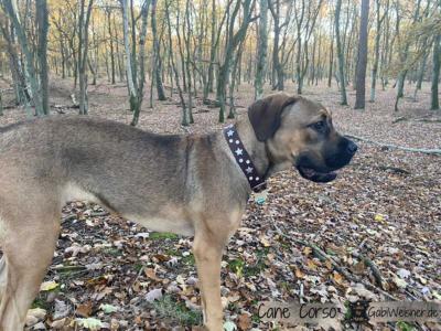 Lederhalsband-zum-Mitwachsen-für-große-Hunde-Cane-Corso