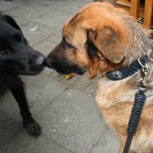 Lederhundehalsband-schaeferhund-CONCHOS