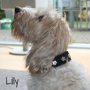 Lilly-1
