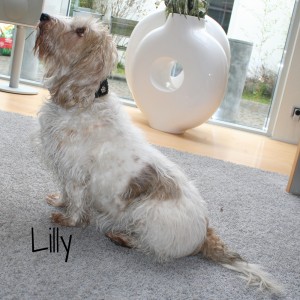 Lilly-3