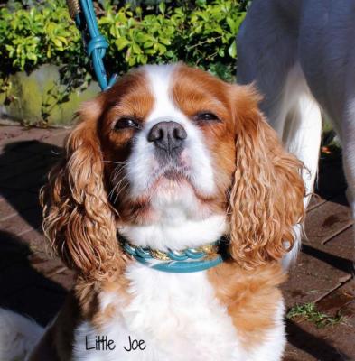 Little-Joe-11