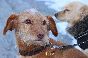 Lucy-Mitrenga-Titelbild-Winter-2014