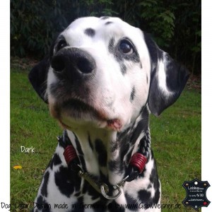 Luxus-Hundehalsband-1     