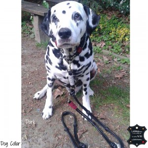 Luxus-Hundehalsband-5     
