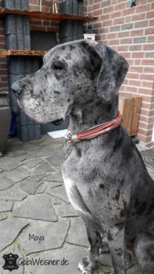 Luxus-Hundehalsband-Maya-3