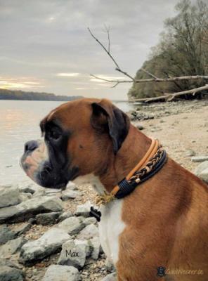 Luxus-Hundehalsband-und-Leine-Leder-in-Schwarz-Cognac-max (1)