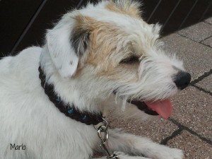 Marlo-1
