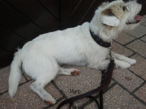 Marlo-2