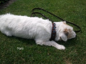 Marlo-3