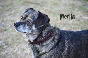 Merlin