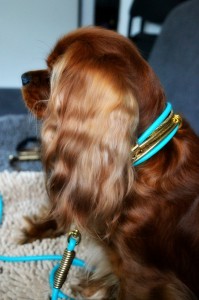 Mini-Halsband-und-Leine-pheli-2