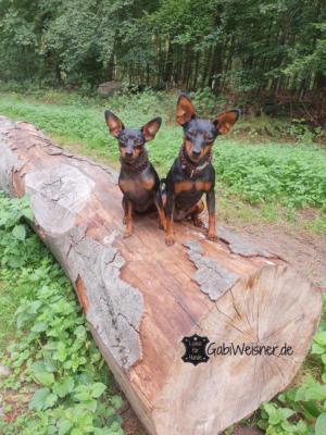 Mini-Hundehalsband-mit-Klickverschluss-Leder-Karma-Sila