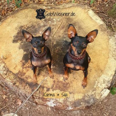 Mini-Hundehalsband-mit-Klickverschluss-Leder-Karma-und-Sila