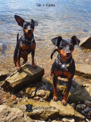 Mini-Lederhalsband-Klickverschluss-kleine-Hunde-Mini-Pinscher