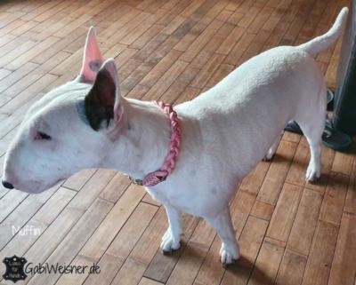 Miniature-Bull-terrier-Muffin (1)