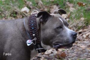 Hundehalsband und Leine im SET