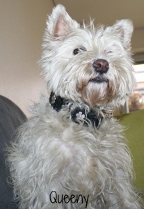 Queeny-1