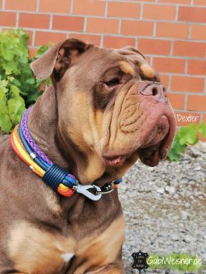 Regenebogen-Hundeleine-Hundehalsband-SET-Dexter-2 (1)