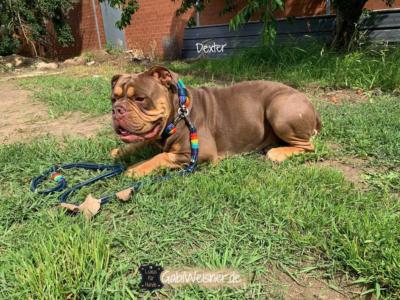 Regenebogen-Hundeleine-Hundehalsband-SET-Dexter-3