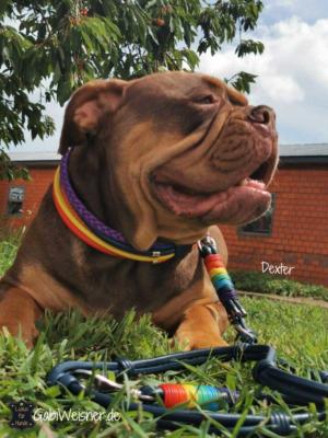 Regenebogen-Hundeleine-Hundehalsband-SET-Dexter-4 (1)