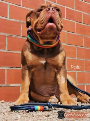 Regenebogen-Hundeleine-Hundehalsband-SET-Dexter-5 (1)