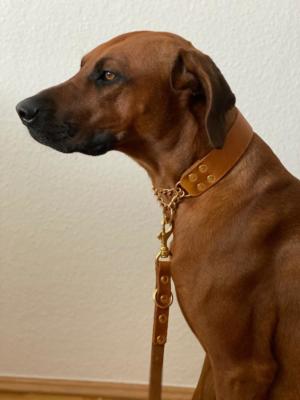 Rhodesain Ridgeback Carl 1