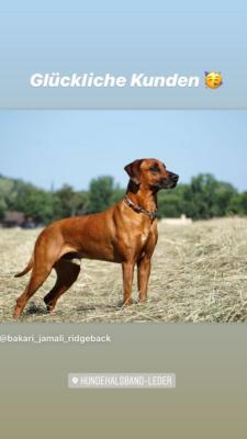Rhodesain Ridgeback Jamali 1