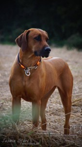 Rhodesian Ridgeback von Jasmin 1