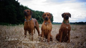 Rhodesian Ridgeback von Jasmin 10