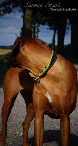 Rhodesian Ridgeback von Jasmin 2