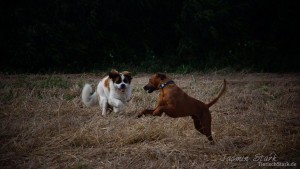 Rhodesian Ridgeback von Jasmin 3