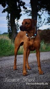 Rhodesian Ridgeback von Jasmin 5