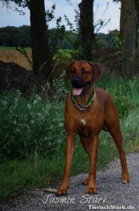 Rhodesian Ridgeback von Jasmin 6