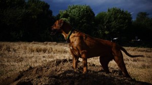 Rhodesian Ridgeback von Jasmin 7