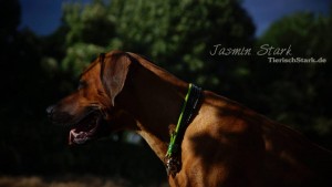 Rhodesian Ridgeback von Jasmin 8