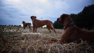 Rhodesian Ridgeback von Jasmin 9