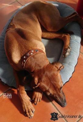 Rhodesian-Ridgeback-Bititi-1
