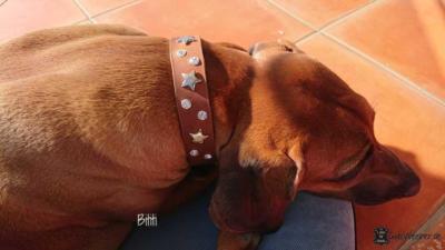 Rhodesian-Ridgeback-Bititi-2