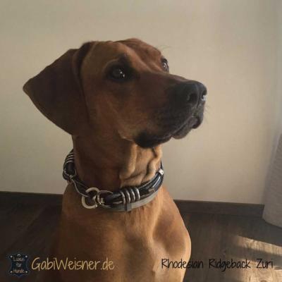 Rhodesian-Ridgeback-Zuri