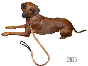 Rhodesian-Ridgeback