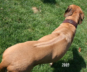 Ridgeback_Leder_Hundehalsba